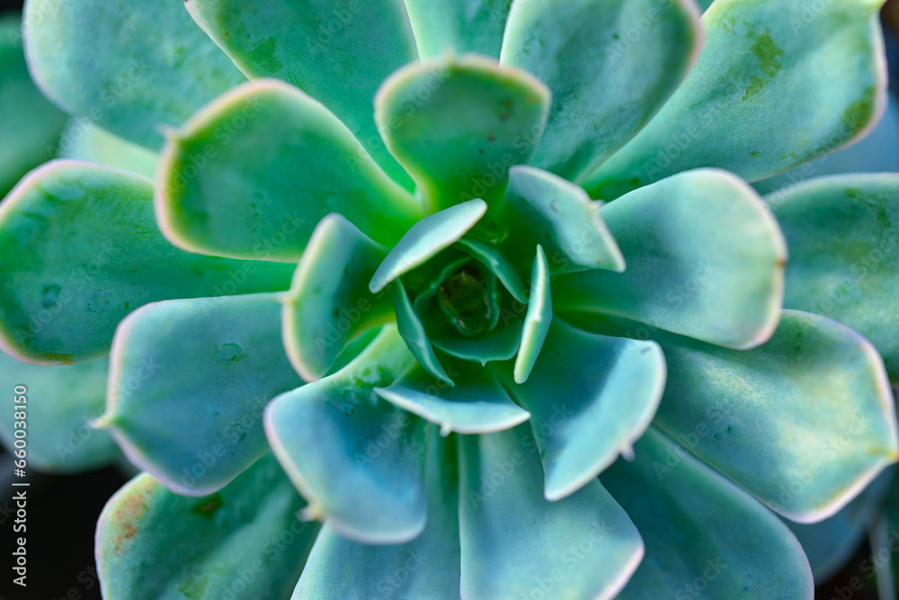 Close-up, succulent leaves of a succulent plant (Echeveria sp.) in a botanical garden collection Close-up, succulent leaves of a succulent plant (Echeveria sp.) in a botanical garden collection