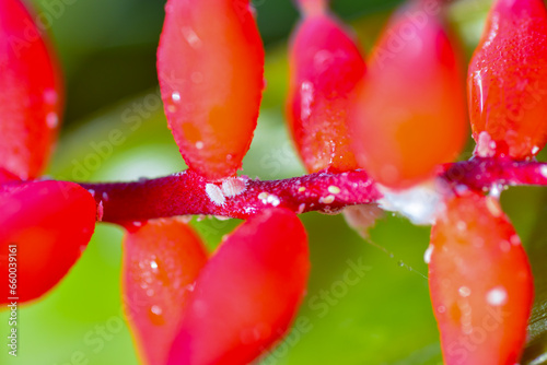 Mealybug - parasitic sucking insects on a red flower of a tropical plant photo