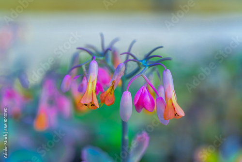 Close-up, inflorescence of succulent plant Kalanchoe tubiflora photo