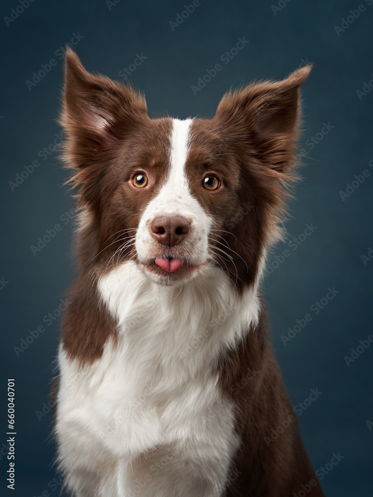 Funny expression dog. border collie on a blue background, close-up