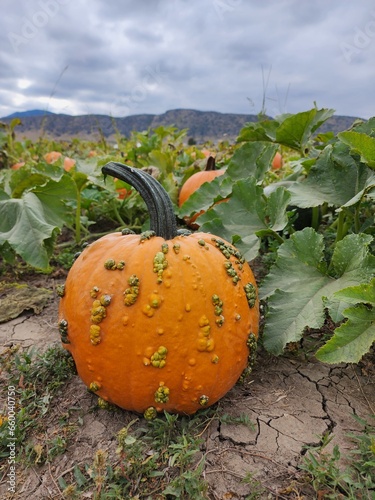 Seasonal pumpkins in a patch