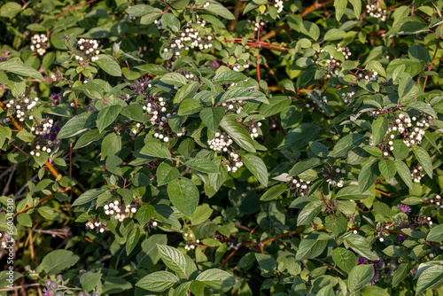 American Dogwood (Cornus sericea) with  clusters of white berries. photo