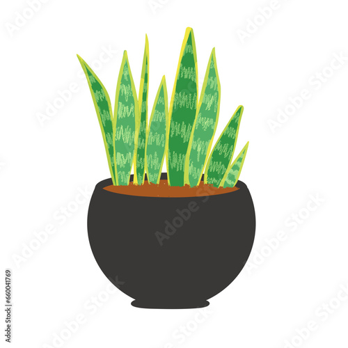 Sansevieria