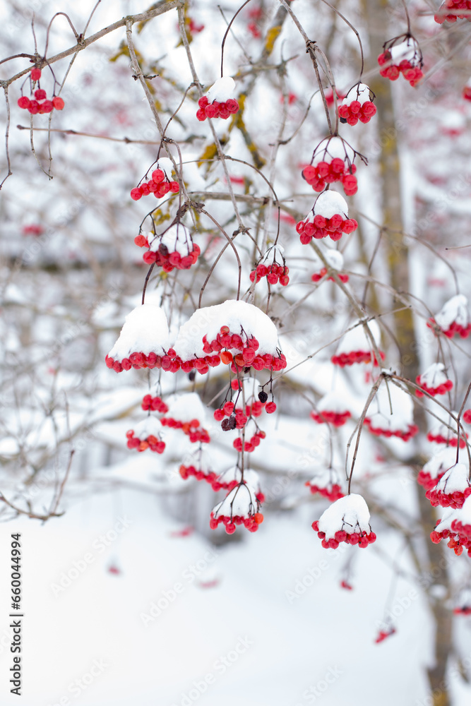 Viburnum berry in winter, frozen red and bright berries for health and longevity Viburnum berry in winter, frozen red and bright berries for health and longevity