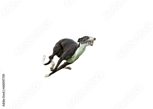Fototapeta Naklejka Na Ścianę i Meble -   Side view of a very excited and beautiful persian dog or Saluki dog running at full speed on a white background. Illustration of 