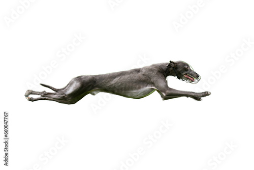 Side view of a beautiful greyhound in full extension running at full speed with no jacket and a muzzle on a white background.