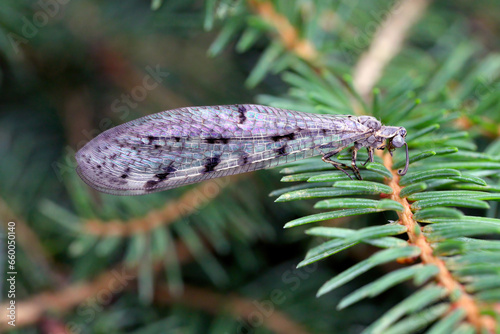 Suffolk Antlion (Euroleon nostras), adult on spruce needles. photo