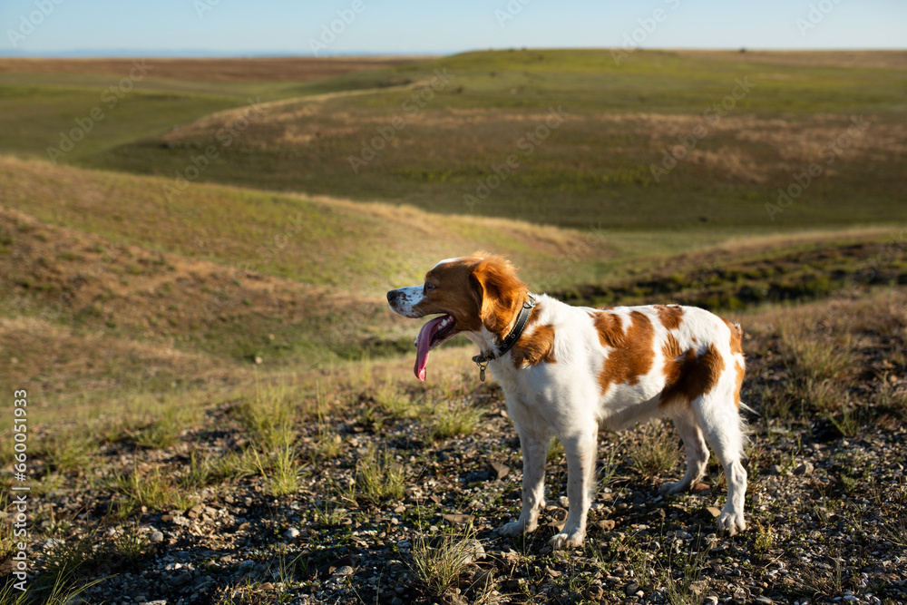 Hunting dog of the Epagnole Breton breed Hunting dog of the Epagnole Breton breed