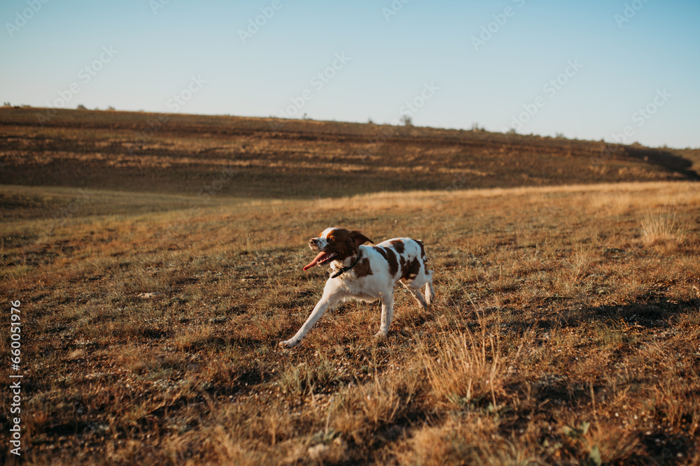 The hunting dog of the British breed Epagnol is on the move
