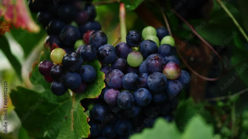 Ripe green and black grapes hang on the vine Ripe green and black grapes hang on the vine
