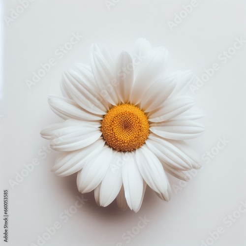 daisy on a white