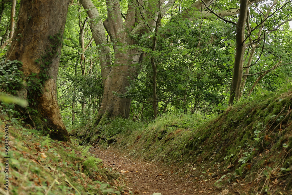 Lynmouth Village Forest, Exmoor National Park
