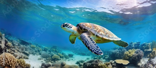Underwater photographs of swimming sea turtles in a vivid shallow blue tropical ocean capturing the aquatic life and scenic seascape With copyspace for text photo