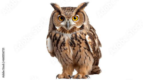 A close up of a european eagle owl perched on a post and staring forward. the eyes are penetrating the viewer. Isolated on Transparent background. photo