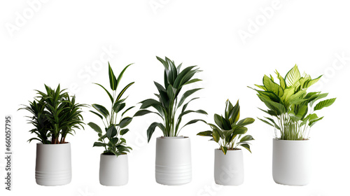 Collection of various houseplants displayed in ceramic pots. Potted exotic house plants on white shelf against white wall. Home garden . Isolated on Transparent background. ©  Mohammad Xte