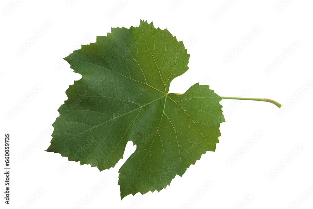 one wine grape leaf on the transparent background one wine grape leaf on the transparent background