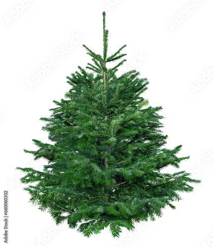 Undecorated pine tree on white or transparent background. New Year and Christmas spruce tree.