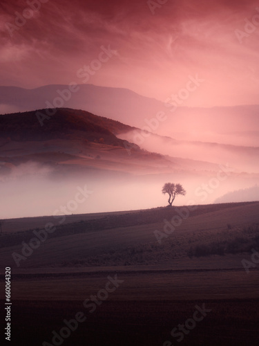 tree on a hill in autumn morning landscape