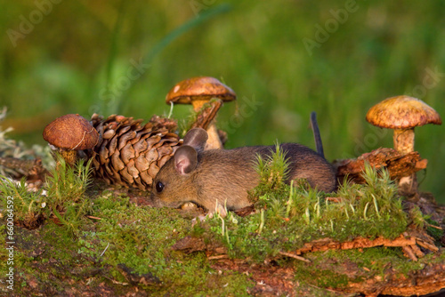 a portrait from the nocturnal yellow necked mouse, apodemus flavicollis, in the garden at a autumnal mornig in the sunrise photo