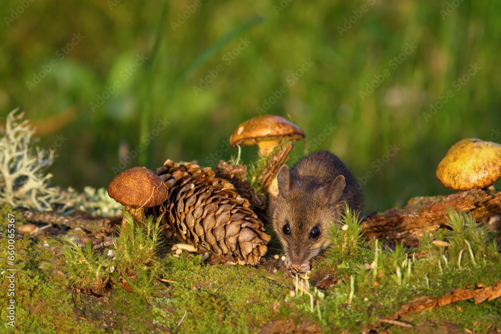 a portrait from the nocturnal yellow necked mouse, apodemus flavicollis, in the garden at a autumnal mornig in the sunrise a portrait from the nocturnal yellow necked mouse, apodemus flavicollis, in the garden at a autumnal mornig in the sunrise