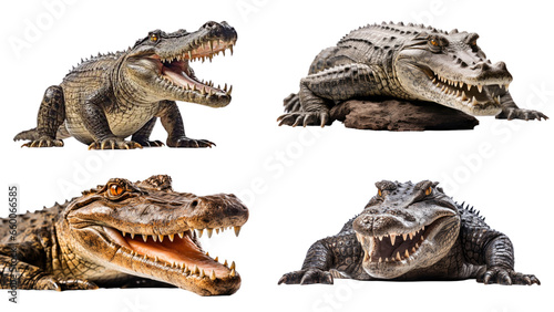 Crocodile full body showing jaws on isolated transparent background  PNG file