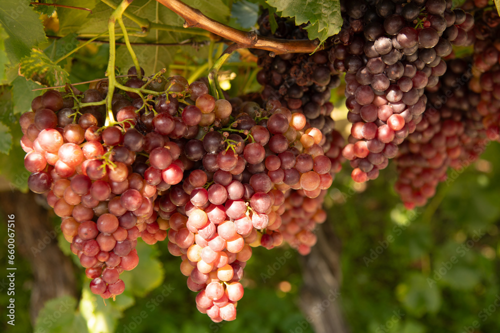 reife Weintrauben an Weinstock im Sonnenlicht