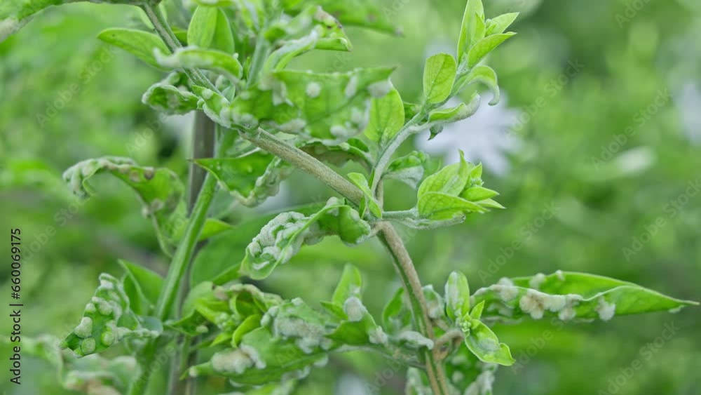 Panoramic view of a viral fungal mite disease infection in jasmine plant leaves Panoramic view of a viral fungal mite disease infection in jasmine plant leaves