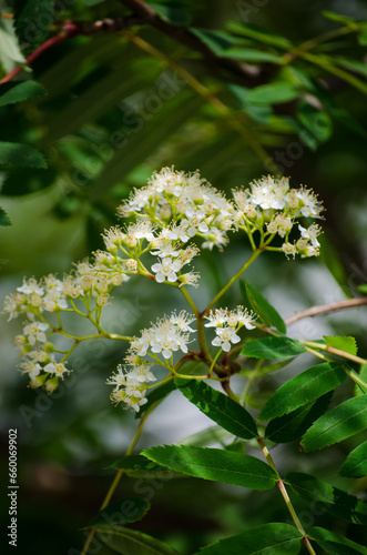 Rowan flowers