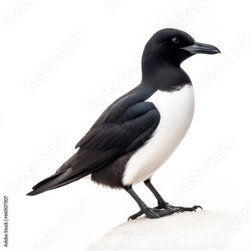 Razorbill bird isolated on white background.