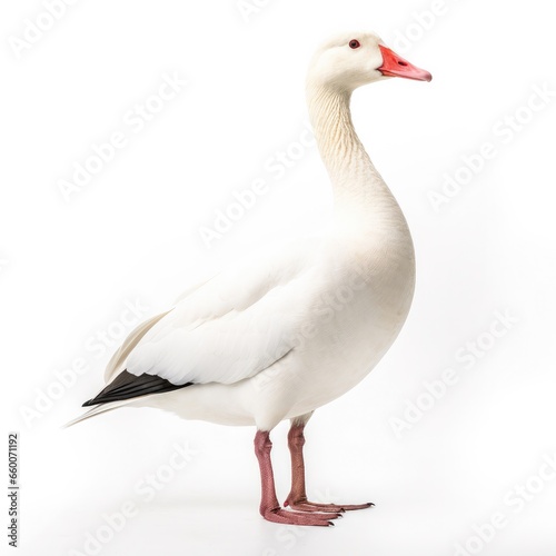 Rosss goose bird isolated on white background.
