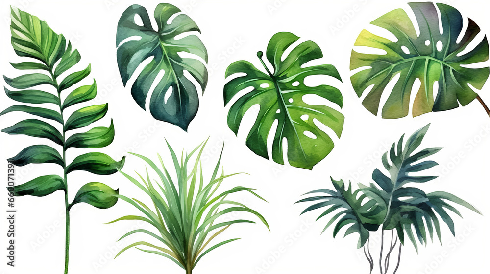 set of Exotic plants, palm leaves, monstera, watercolor vector illustration set of Exotic plants, palm leaves, monstera, watercolor vector illustration