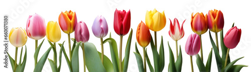 colorful tulips, having expanded their bright petals, standing in full bloom, png file of isolated cutout object on transparent background