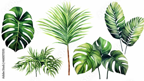 set of Exotic plants  palm leaves  monstera  watercolor vector illustration
