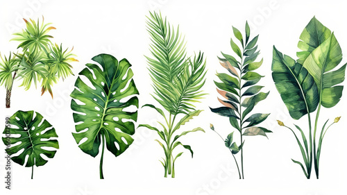 set of Exotic plants, palm leaves, monstera, watercolor vector illustration