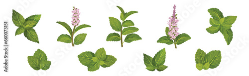 Green Mint or Peppermint Fresh Leaf Vector Set