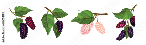 Mulberry Branch with Ripening Berry Hanging Vector Set