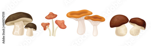 Different Edible Mushroom with Stem and Cap Vector Set