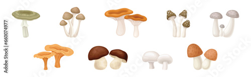 Different Edible Mushroom with Stem and Cap Vector Set