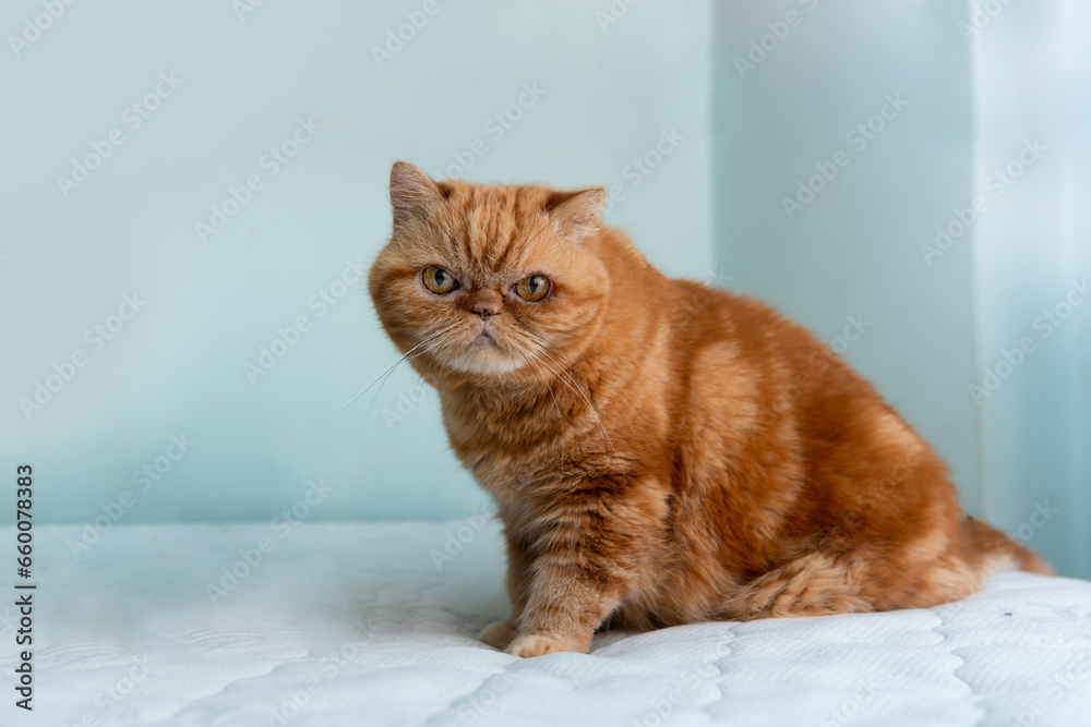 Red Exotic cat. Beautiful cat. Animal and pet concept. Sitting on the bed. Big eyes. Copy space. Look at the camera