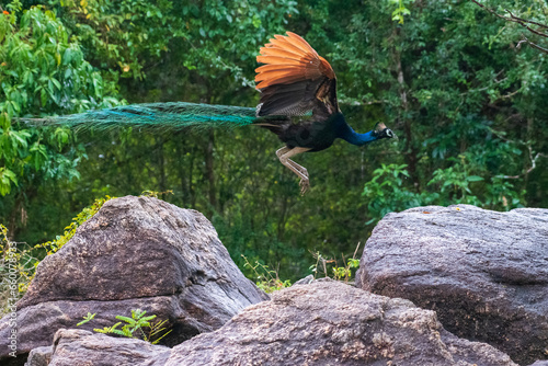 Flying pheasant