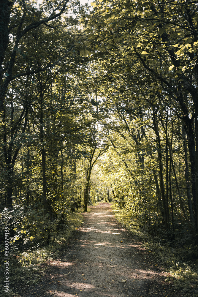 Fototapeta premium Waldweg im Herbst 