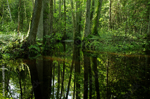 stream in the forest