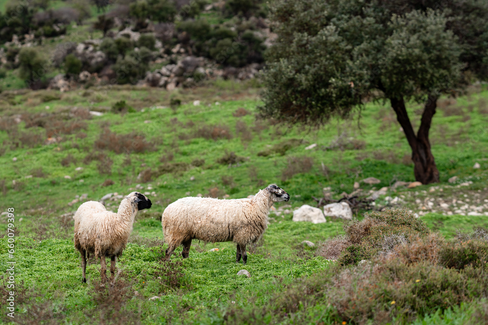 A flock of sheep and rams grazing in the green meadow in rainy weather. A flock of sheep and rams grazing in the green meadow in rainy weather.
