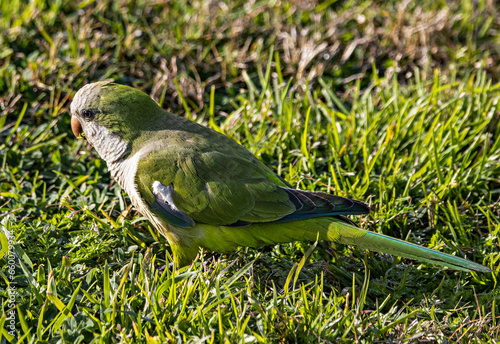 Pappagallo selvaggio