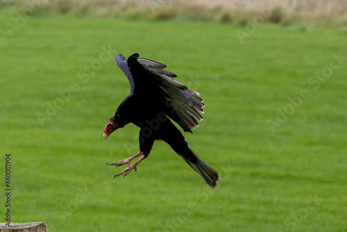 country vulture in the field
