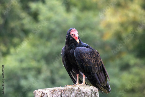 vulture on a tree