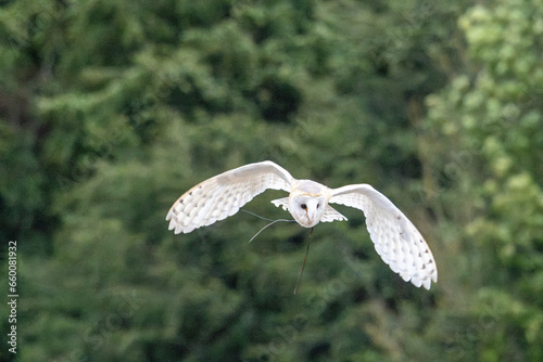 owl flying