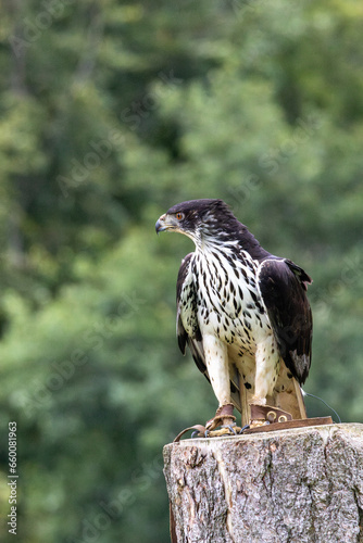 red tailed hawk