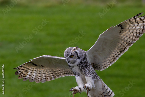 owl in flight