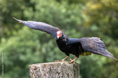country vulture in the zoo